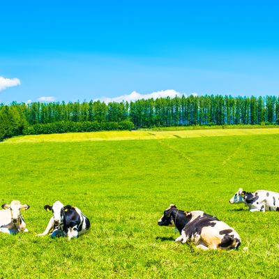 とにかく安く行きたい!8月 北海道ツアーイメージ