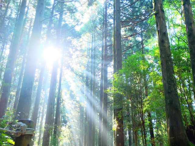 【屋久島】国内旅行傷害保険付ツアーイメージ