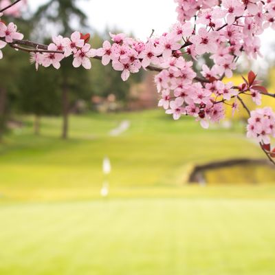 とにかく安くいきたい!4月 ゴルフ旅行イメージ