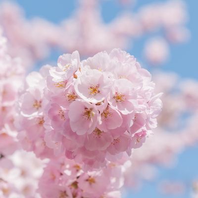 春休みにおすすめの四国ツアー・中国ツアーイメージ