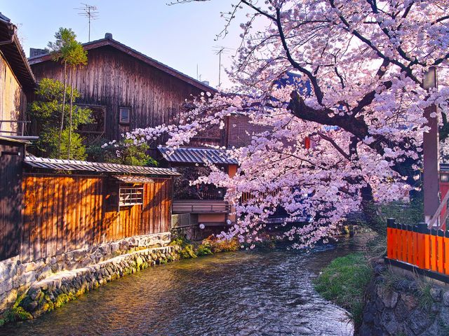 春の京都は桜シーズンイメージ