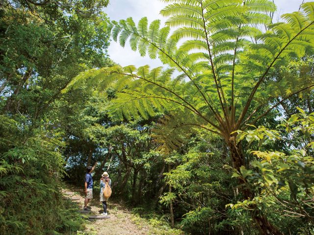 12月の沖縄 楽しみ方イメージ