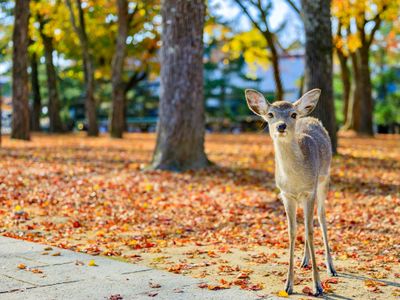 奈良公園