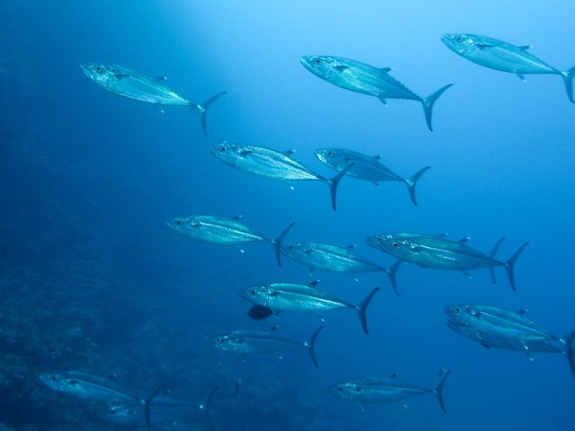 【中級〜】黒島ツインロックイメージ