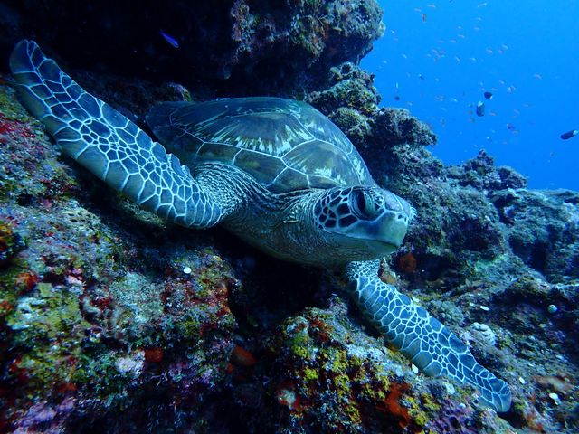 【初級〜】水納島イメージ
