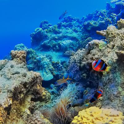 夏におすすめダイビングポイント！イメージ