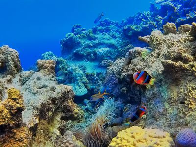 夏におすすめダイビングポイント！イメージ