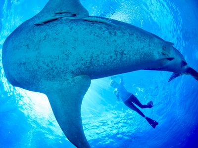 ジンベエザメと潜る！ジンベエザメダイビングツアーイメージ