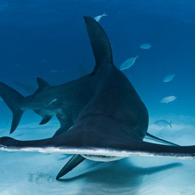 冬におすすめダイビングポイント！イメージ