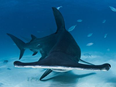 冬におすすめダイビングポイント！イメージ