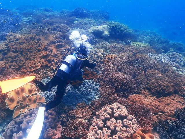 沖縄本島のシーズナリティイメージ