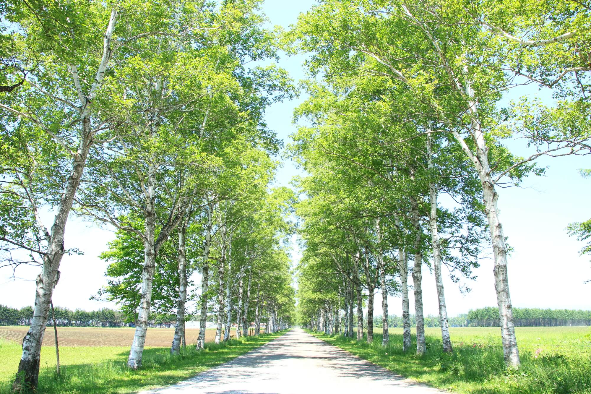格安北海道ツアー 名古屋発 北海道旅行 北海道ツアーなら格安旅行のj Trip