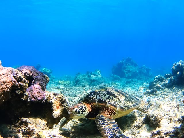 ウミガメに遭遇しやすい場所は？イメージ