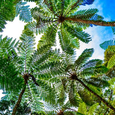 奄美大島・徳之島 世界自然遺産への登録決定！イメージ