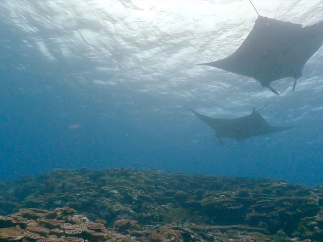 マンタポイント指定ダイビングイメージ