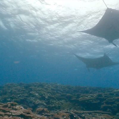 マンタポイント指定ダイビングイメージ