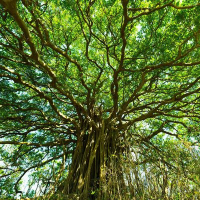喜界島のホテルイメージ
