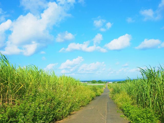 喜界島フリープランイメージ