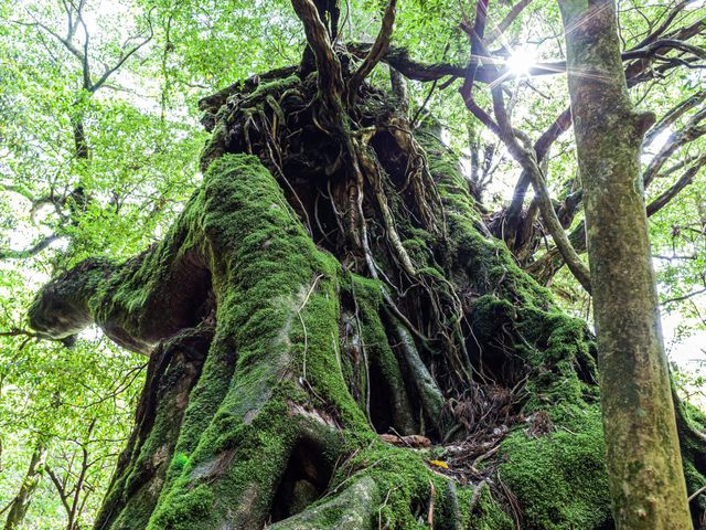 屋久島フリープランイメージ