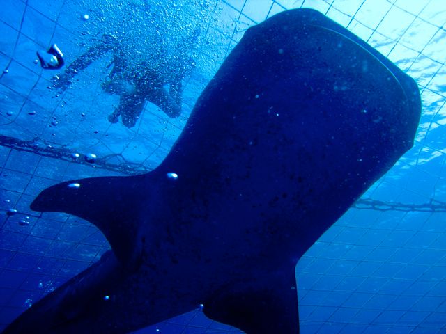 遭遇率100%の理由イメージ