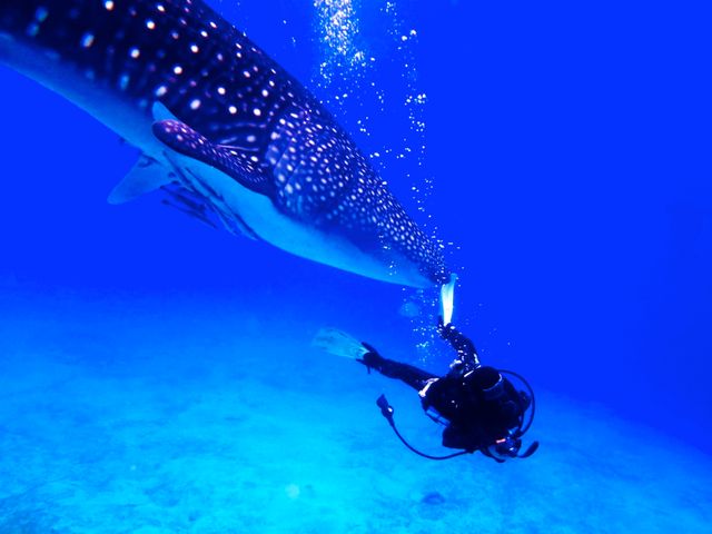 ジンベエザメFUNダイビングイメージ