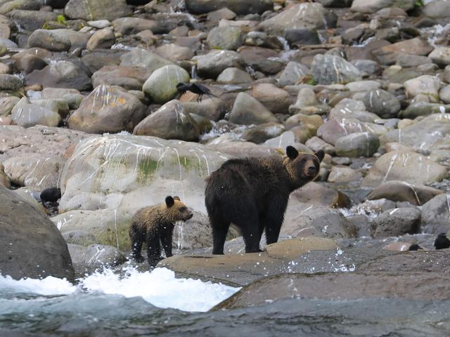 知床クルーズ付！知床ツアーイメージ