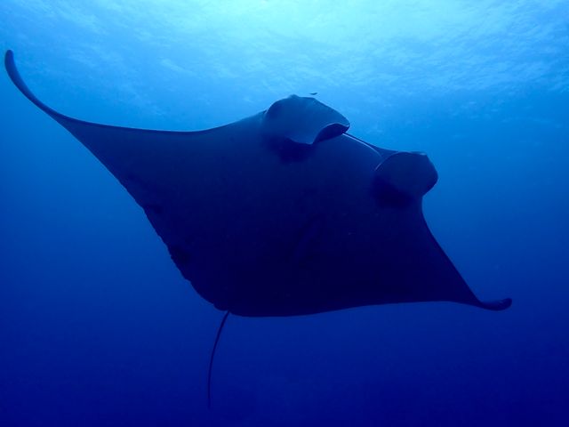 マンタに会えるかも？イメージ
