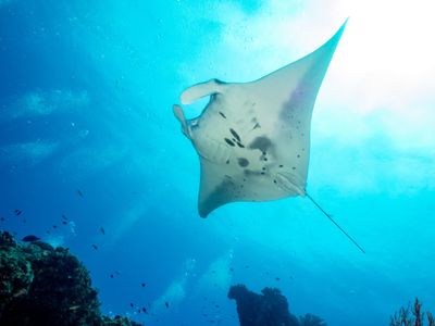 マンタを狙え！マンタポイントを完全攻略イメージ