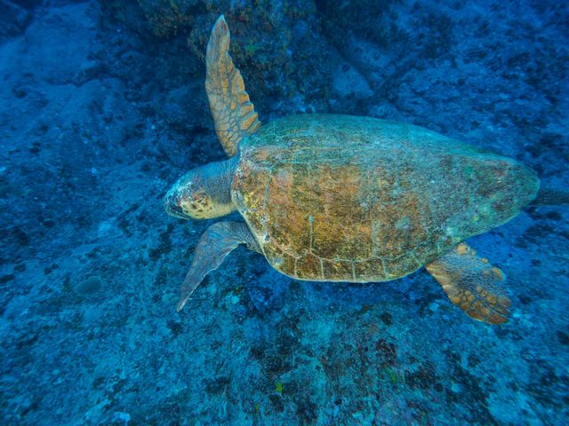 アカウミガメイメージ