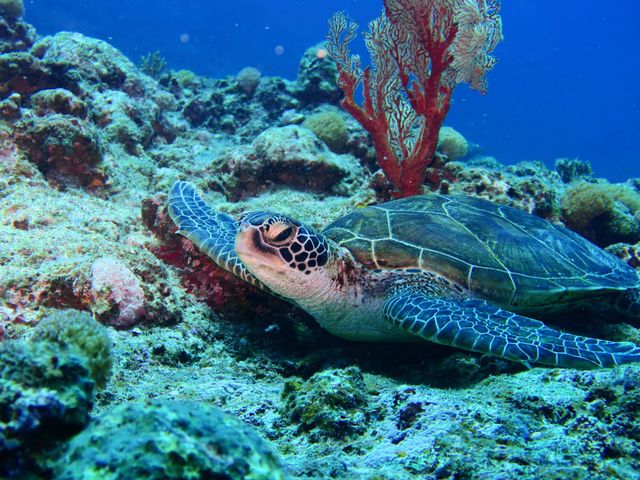 海の人気者ウミガメイメージ