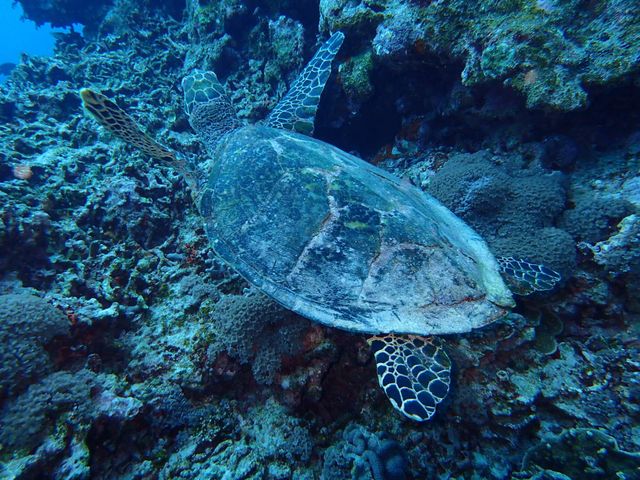 タイマイイメージ