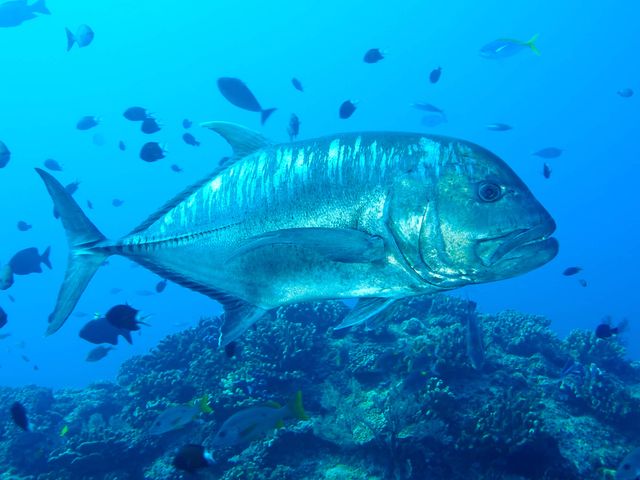 ロウニンアジイメージ