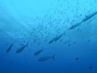 大物回遊魚！イソマグロはどこで見れる？イメージ