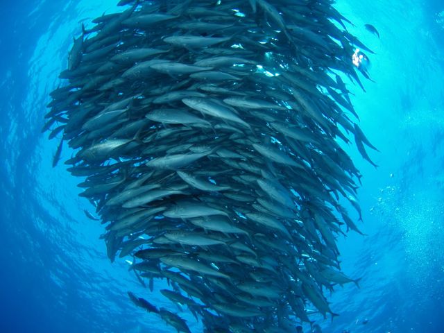 ギンガメアジイメージ