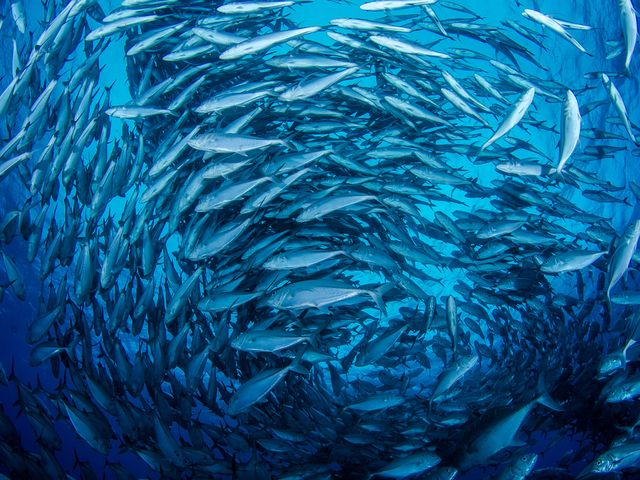 ギンガメアジはなぜトルネードになるの?イメージ