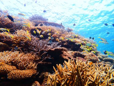 サンゴ礁の海で潜ろう!おすすめダイビングポイントイメージ