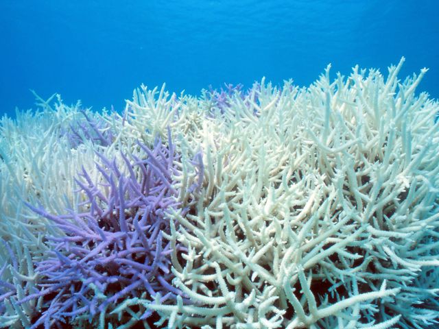 悲しい白化現象…イメージ