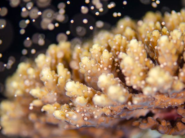 サンゴの産卵は幻想的イメージ