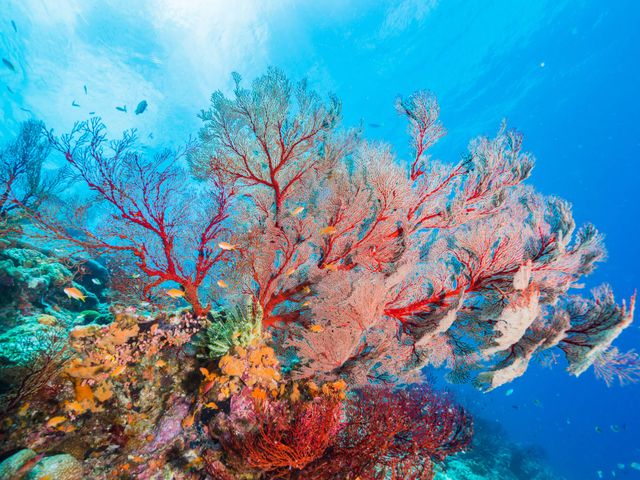 サンゴ礁の海で潜ろう おすすめダイビングポイント 東京発 沖縄ダイビングツアー予約サイト J Dive