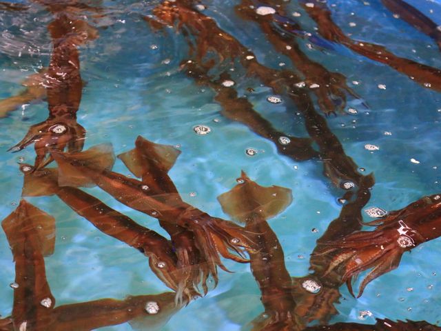 函館朝市イメージ