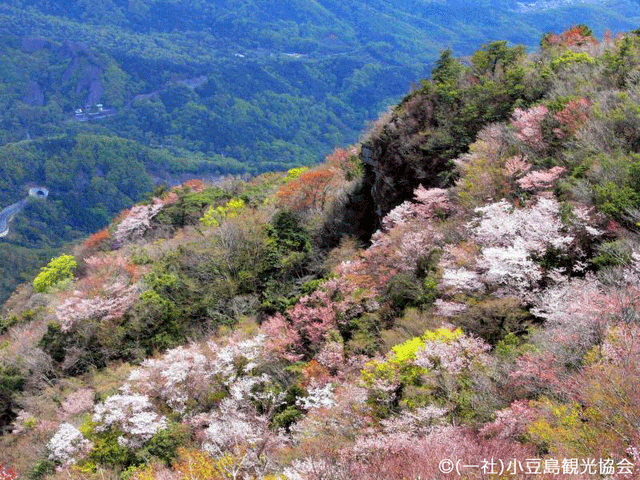 寒霞渓の魅力①<br />
春の桜イメージ