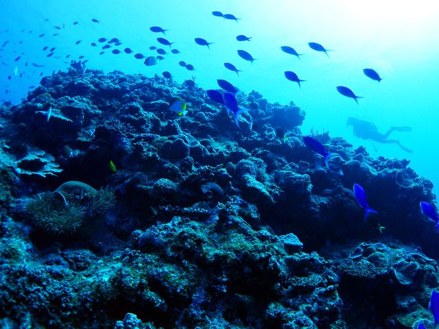 与論島でのダイビングイメージ