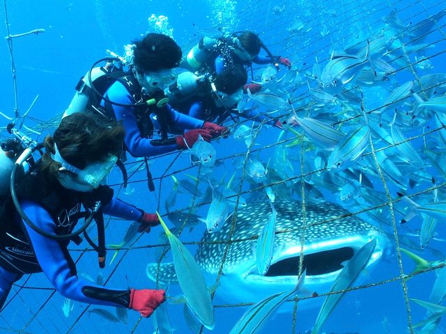 ジンベエザメ体験ダイビングイメージ