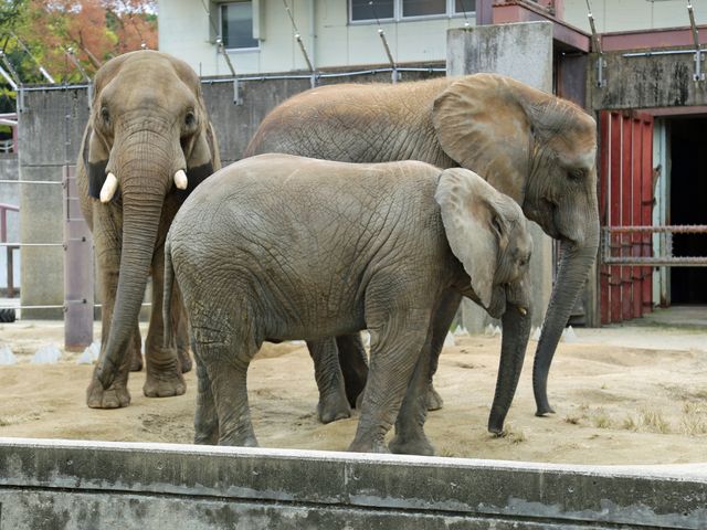 とべ動物園イメージ