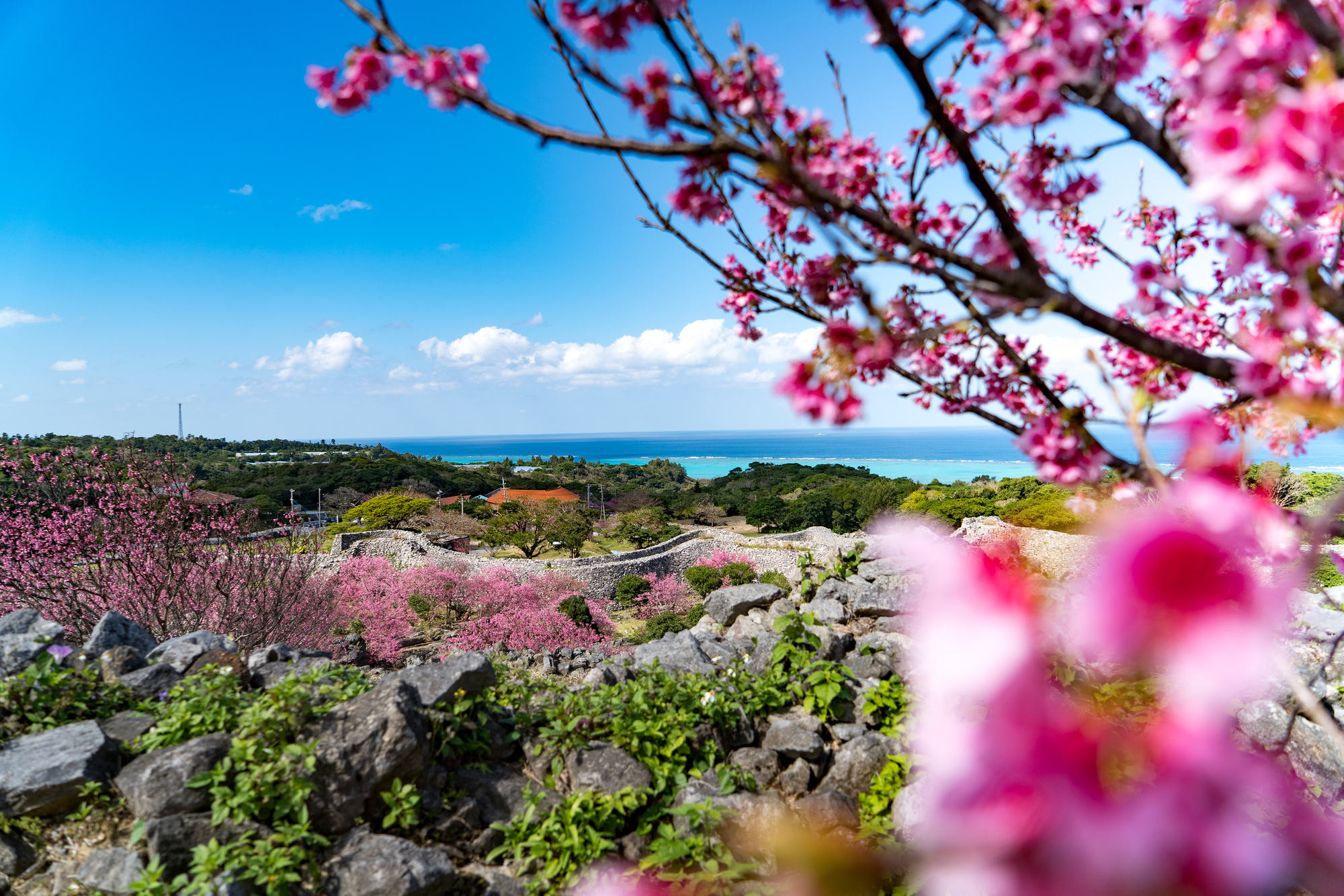 琉球寒緋桜画像