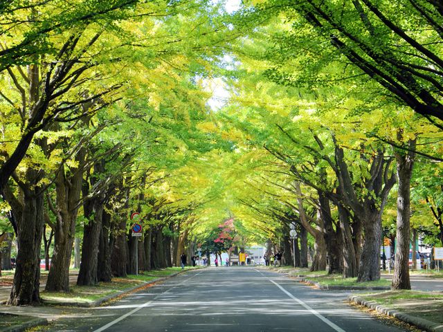 北海道大学イメージ