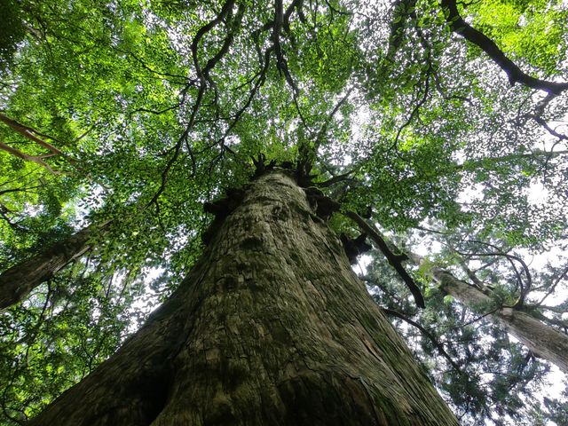 ”専属”ガイドが<br />
屋久島の魅力をたっぷり案内！イメージ