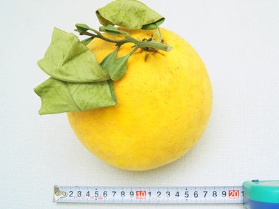 晩白柚(ばんぺいゆ)