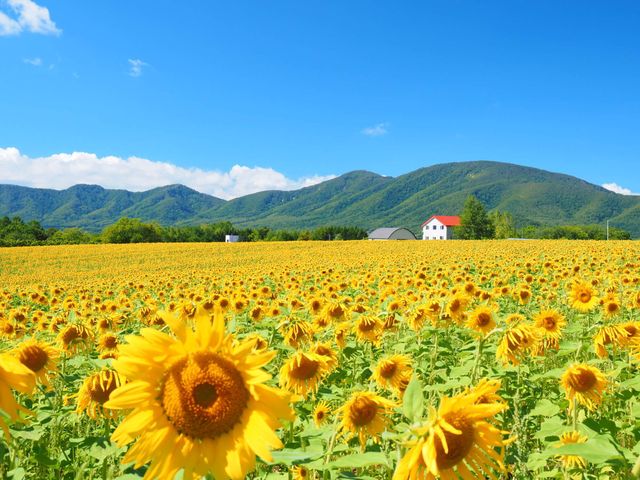 北海道旅行 混雑予想カレンダー 福岡発 北海道旅行 北海道ツアーなら格安旅行のj Trip