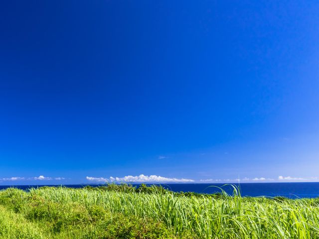古宇利島のサトウキビ畑(今帰仁村)イメージ